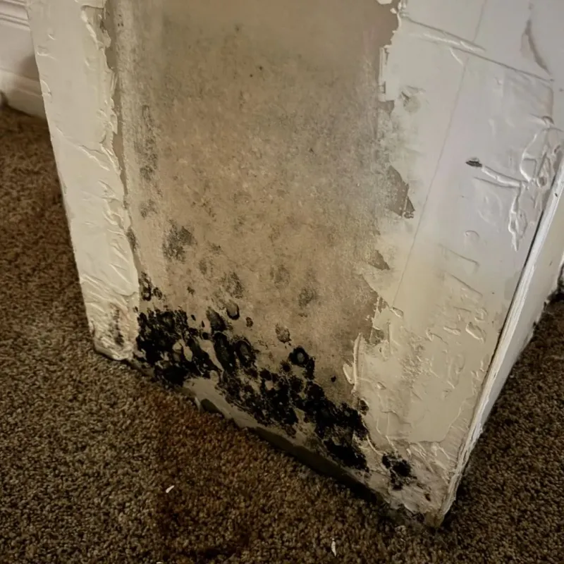 Professional Mold Removal in Louisville, KY